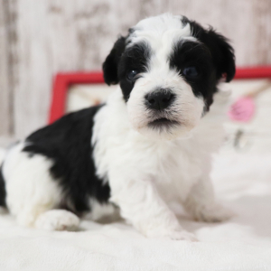 Havanese Puppy Ripley