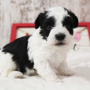Havanese Puppy Ripley