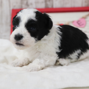 Havanese Puppy Ripley