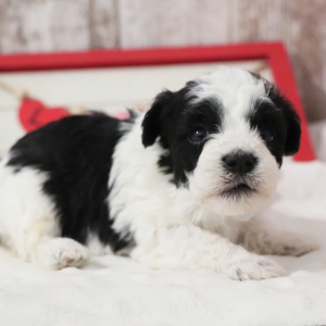 Havanese Puppy Ripley