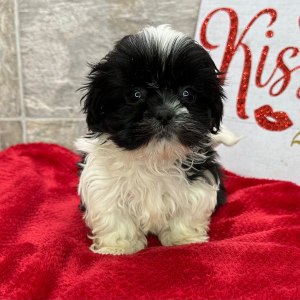 Shih Tzu Puppy Polly