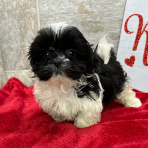 Shih Tzu Puppy Polly