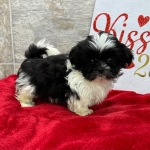 Shih Tzu Puppy Polly