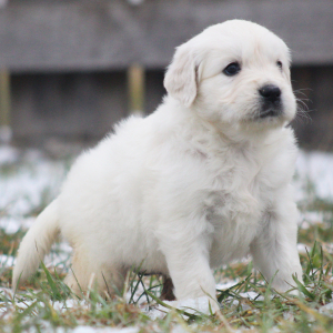 Golden Retriever Puppy Quinoa