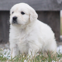 Golden Retriever Puppy Quinoa