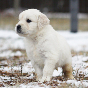 Golden Retriever Puppy Quinoa