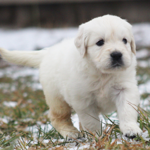 Golden Retriever Puppy Quinoa