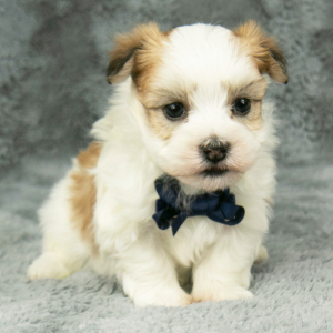 Havanese Puppy Finn