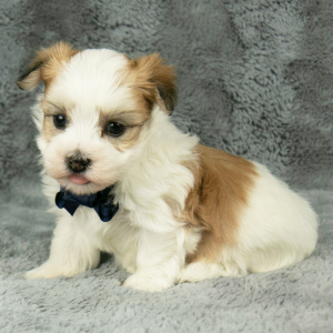 Havanese Puppy Finn