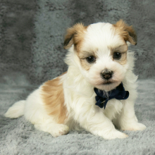 Havanese Puppy Finn