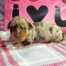 Aussiedoodle Puppy Asher