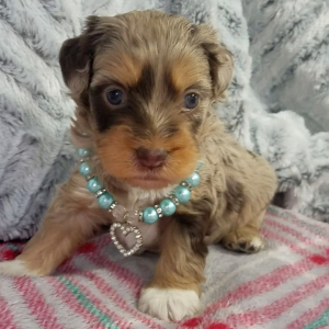 Aussiedoodle Puppy Asher