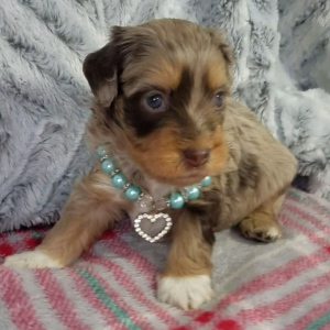 Aussiedoodle Puppy Asher