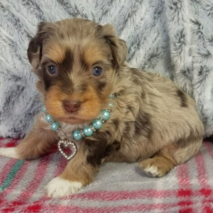Aussiedoodle Puppy Asher