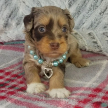 Aussiedoodle Puppy Asher