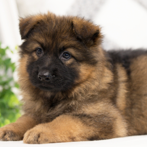German Shepherd Dog Puppy Zara