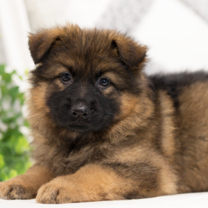 German Shepherd Dog Puppy Zara