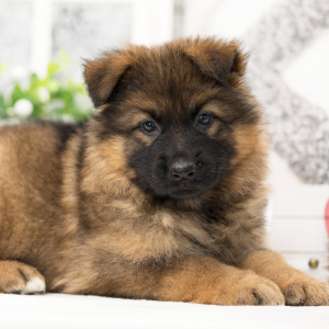 German Shepherd Dog Puppy Zara