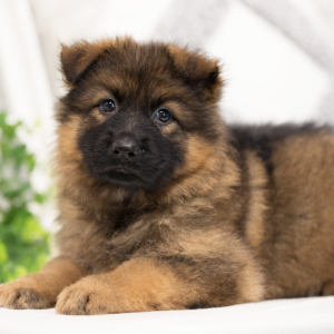 German Shepherd Dog Puppy Zara
