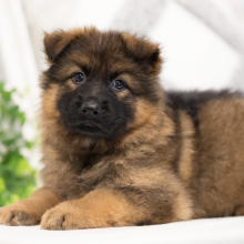 German Shepherd Dog Puppy Zara