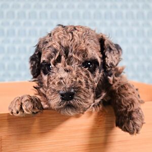 Poodle Puppy Ton