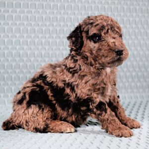 Poodle Puppy Ton