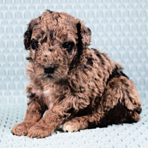 Poodle Puppy Ton