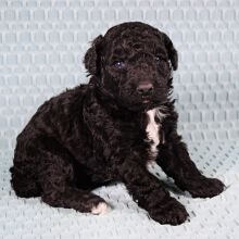 Poodle Puppy Tara