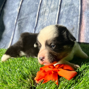 Pembroke Welsh Corgi Puppy Leo