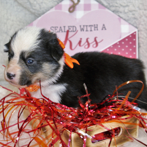 Pembroke Welsh Corgi Puppy Leo