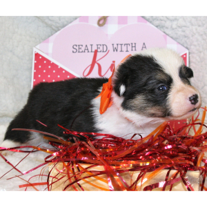 Pembroke Welsh Corgi Puppy Leo