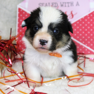 Pembroke Welsh Corgi Puppy Leo