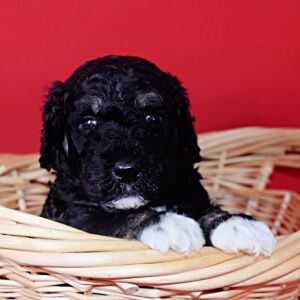 Poodle Puppy Lex