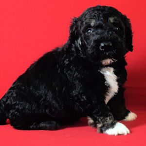 Poodle Puppy Lex