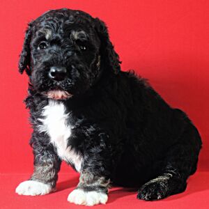 Poodle Puppy Lex