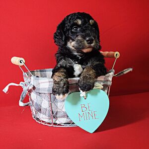 Poodle Puppy Lanie