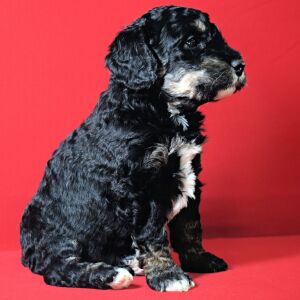 Poodle Puppy Lanie