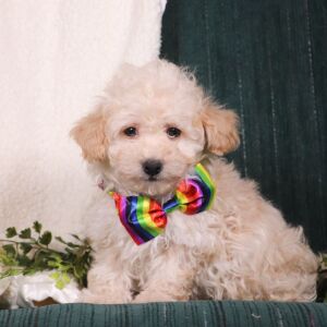 Maltipoo Puppy Jordan