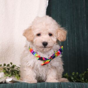 Maltipoo Puppy Jordan