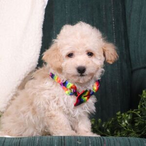 Maltipoo Puppy Jordan