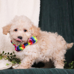 Maltipoo Puppy Jordan