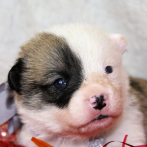 Pembroke Welsh Corgi Puppy Aceso
