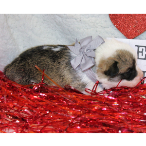 Pembroke Welsh Corgi Puppy Aceso