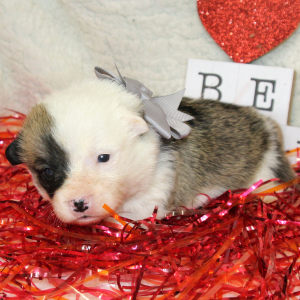 Pembroke Welsh Corgi Puppy Aceso