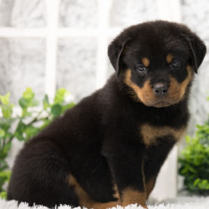 Rottweiler Puppy Nico