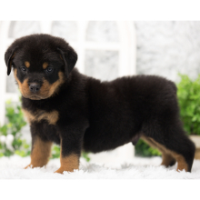 Rottweiler Puppy Nico