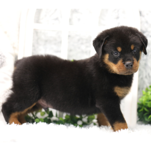 Rottweiler Puppy Nico