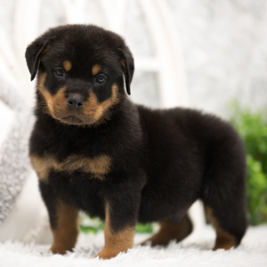 Rottweiler Puppy Nico