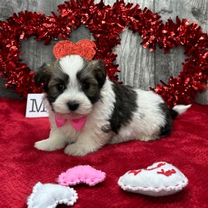 Havanese Puppy Calvin