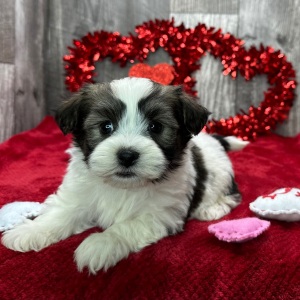 Havanese Puppy Calvin